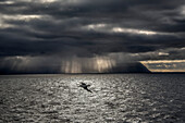 Seabird flying over the Atlantic Ocean off the coast of Iceland with sun beams shining through the heavy morning clouds; Iceland