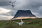 Nistende Küstenseeschwalben (Sterna paradisaea) konkurrieren um ihr Revier auf der Insel Vigur mit einem flachen Berggipfel im Hintergrund; Insel Vigur, Isafjardardjup-Bucht, Island