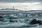Seevögel fliegen über die eisige Gletscherlandschaft im Gebiet der Glacier River Lagoon, wo gekalkte Eisberge vom Vatnajokull-Gletscher in die Lagune fallen und dort bleiben, bis sie klein genug sind, um ins Meer zu gelangen. Der Vatnajokull ist der größte Gletscher in Island; Djupivogur, Südküste, Island