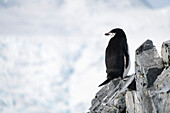 Chinstrap penguin (Pygoscelis antarcticus) balances on rocks looking back; Antarctica