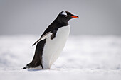 Porträt eines Eselspinguins (Pygoscelis papua) im Schnee stehend, Blick nach rechts; Cuverville Island, Antarktis