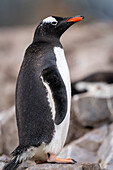 Porträt eines Eselspinguins (Pygoscelis papua) auf Felsen stehend, nach rechts blickend und die Kamera musternd; Cuverville Island, Antarktis