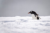 Gentoo penguin (Pygoscelis papua) struggles through the snow in the sunshine; Cuverville Island, Antarctica