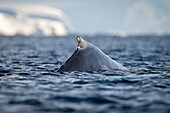 Humpback whale (Megaptera novaeangliae) surfaces in ocean near ice off Enterprise Island; Wilhelmina Bay, Antarctica