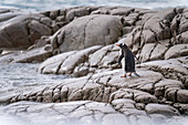 Eselspinguin (Pygoscelis papua) steht auf Felsen am Wasser; Charlotte Bay, Antarktis