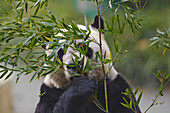 Close-up portrait of a Giant Panda (Ailuropoda melanoleuca) eating bamboo leaves in the Shanghai Zoo; Shanghai, Changning District, China