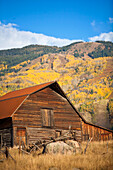 Die berühmte Steamboat Barn (More Barn) und die Herbstfarben am Berghang; Steamboat Springs, Colorado, Vereinigte Staaten von Amerika