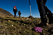 Teammitglieder einer Klimawandel-Expedition in Grönland wandern durch das Vandredalen, ein riesiges offenes Tal, viel größer als das Grottedalen, um das Höhlental zu erkunden. Wilde rosa Blumen wachsen aus Moosen auf dem Boden; Grönland