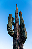 Hoch aufragender Saguaro-Kaktus (Carnegiea gigantea) mit dem Mond zwischen seinen Armen vor einem blauen Himmel in der Dämmerung; Phoenix, Arizona, Vereinigte Staaten von Amerika