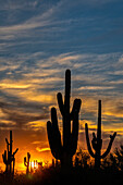 Saguaro-Kaktus (Carnegiea gigantea) als Silhouette bei Sonnenuntergang; Phoenix, Arizona, Vereinigte Staaten von Amerika