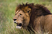 Ein Löwe durchstreift das hohe Gras in der Serengeti.