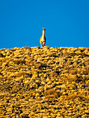 Ein Guanako (Lama guanicoe) steht auf einem Hügel und hält Ausschau, überblickt die Landschaft und hält Ausschau nach Raubtieren bei blauem Himmel in der Dämmerung; Torres del Paine National Park, Patagonien, Chile