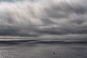 Surreale und friedliche Aussicht auf Möwen und Wolken über dem Meer; Ostfjorde, Island