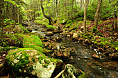 Landschaftlicher Blick auf einen felsigen Bach und Wald; Acadia National Park, Mount Desert Island, Maine.