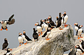 A cluster of Atlantic puffins on a rock outcropping.; Machias Seal Island, Maine.