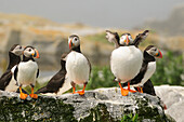 Cluster of Atlantic puffins.  One is fluffing its feathers.; Machias Seal Island, Maine.