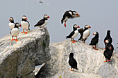 Eine Gruppe von Papageientauchern.  Einer fliegt zwischen den Felsen; Machias Seal Island, Maine.