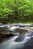 Scenic view of the rushing Little River and forest in springtime.; Little River, Great Smoky Mountains National Park, Tennessee.