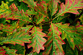 Nahaufnahme von Eichenblättern, Quercus Arten, in Herbstfarben; Acadia National Park, Mount Desert Island, Maine.