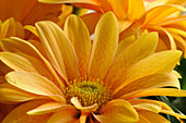 Close up of yellow ornamental daisies.; Arlington, Massachusetts.