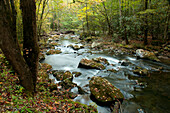Der Little River rauscht über moosbewachsene Felsbrocken in einem herbstlichen Wald; Little River, Great Smoky Mountains National Park, Tennessee.