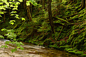 A stream running through Fundy National Park and adjacent forest on a hill.; Fundy National Park, New Brunswick, Canada.