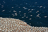 Gannets nesting and flying at the top of a cliff on Bonaventure Island.; Ile Bonaventure et du Rocher-Perce National Park, Bonaventure Island, Gaspe Peninsula, Quebec, Canada.