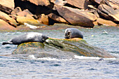 Two gray seals, Halichoerus grypus, basking on rocks off the coast of Bird Island.; Bird Island, Cape Breton, Nova Scotia, Canada.