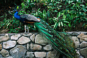 Peacock in the Coyaba Gardens of Jamaica; Ocho Rios, Jamaica