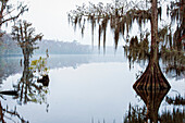 Nebliger Bayou mit Spiegelungen auf dem ruhigen Wasser und untergetauchten Bäumen im Vordergrund; Louisiana, Vereinigte Staaten von Amerika