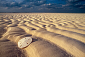 Sand dollar lies on a sandy beach; Andros Island, Bahamas