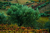 Olive tree and vineyards in the fall in the Douro River Valley of Portugal; Douro River Valley, Portugal