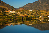 Vineyards and wineries reflected in the Douro River; Douro River Valley, Portugal
