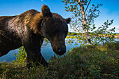 Siberian Brown bear (Ursus arctos beringianus) photographed with a camera trap; Kronotsky Zapovednik, Kamchatka, Russia