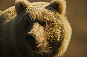 Portrait eines sibirischen Braunbären (Ursus arctos beringianus) in der Sonne; Kronotsky Zapovednik, Kamtschatka, Russland