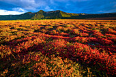 Vibrant coloured tundra at the Uzon caldera, Kronotsky Nature Reserve, Russia; Kronotsky Zapovednik, Kamchatka, Russia