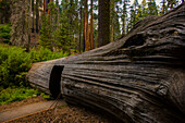 Türöffnung durch den Stamm eines Riesenmammutbaums (Sequoiadendron giganteum) im Sequoia National Park, Kalifornien, USA; Kalifornien, Vereinigte Staaten von Amerika