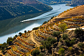 Terrassenförmige Weinberge oberhalb des Douro-Flusses, Weinregion Alto Douro, Douro-Tal, Portugal; Portugal