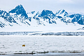 Polar bear (Ursus maritimus) on the ice in Tempelfjorden; Svalbard Archipelago, Norway