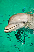 Portrait of a Bottlenose dolphin (Tursiops truncatus) in the Caribbean Sea; Roatan, Honduras