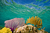 Underwater view of a coral reef in Belize; Turneffe Island, Belize