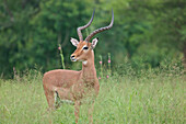Eine Antilope steht lauschend im HluhluweImfolozi Park; Südafrika
