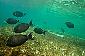 Reef fish swimming in the reef in the Indian Ocean off of Aldabra Island; Aldabra Island, Seychelles