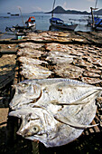 Fish carcasses dry in the sun on a boat dock.; Palau Misa Island, Indonesia.
