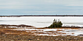Schnee auf einer kargen Landschaft; Churchill Manitoba Kanada