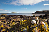 Muscheln auf einem mit Flechten bedeckten Felsen; Dumfries And Galloway Schottland