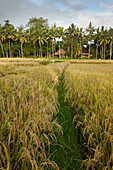 Rice Fields Near Ubud; Bali Indonesia