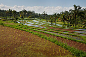 Reisfelder; Jatiluwih Bali Indonesien