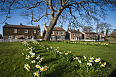 Daffodils Growing In A Park Area Across From Houses; East Witton Yorkshire England