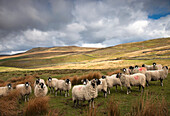Flock Of Sheep On A Landscape Of Rolling Hills; Northumberland England